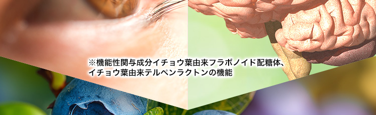 ※機能性関与成分イチョウ葉由来フラボノイド配糖体、イチョウ葉由来テルペンラクトンの機能