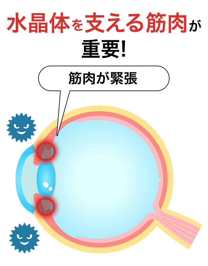 水晶体を支える筋肉が目のピントには重要!筋肉が緊張しないようにする必要があります