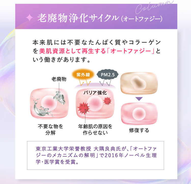 老廃物浄化サイクル（オートファジー）