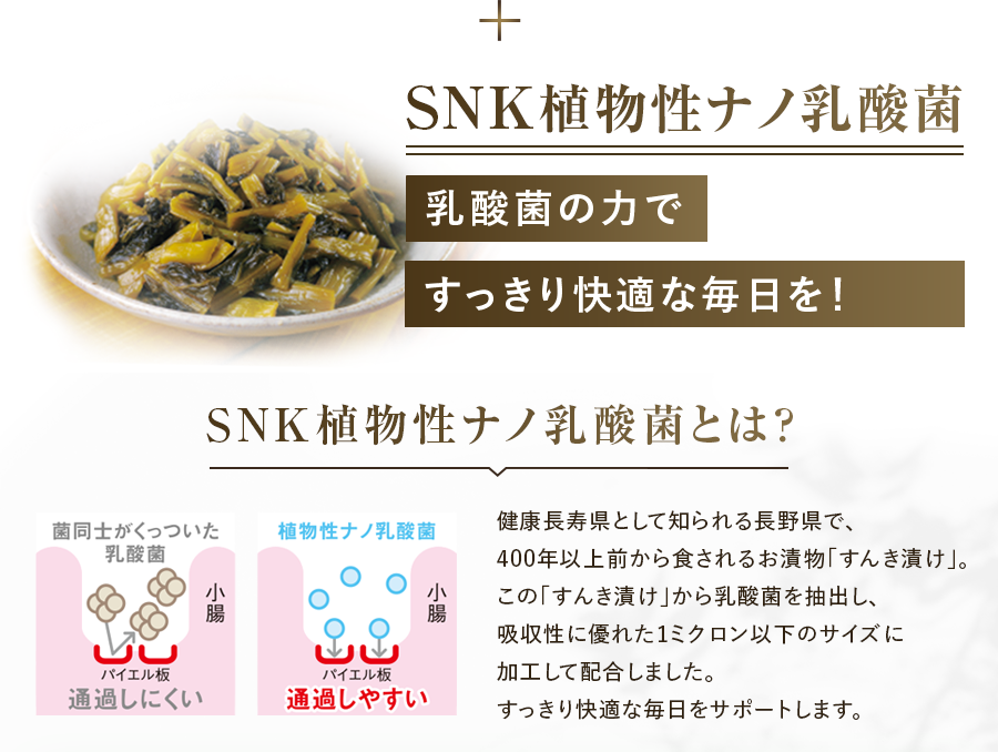 SNK植物性ナノ乳酸菌乳酸菌のカですっきり快適な毎日を! SNK植物性ナノ乳酸菌とは? 健康長寿県として知られる長野県で、400年以上前から食されるお漬物「すんき漬け」。この「すんき漬け」から乳酸菌を抽出し、吸収性に優れた1ミクロン以下のサイズに加工して配合しました。すっきり快適な毎日をサポートします。