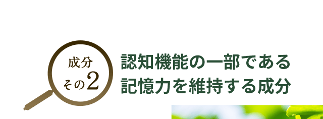 成分２：脳の血流を改善し、記憶力を維持する成分