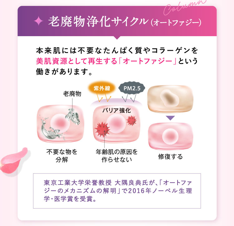 老廃物浄化サイクル（オートファジー）