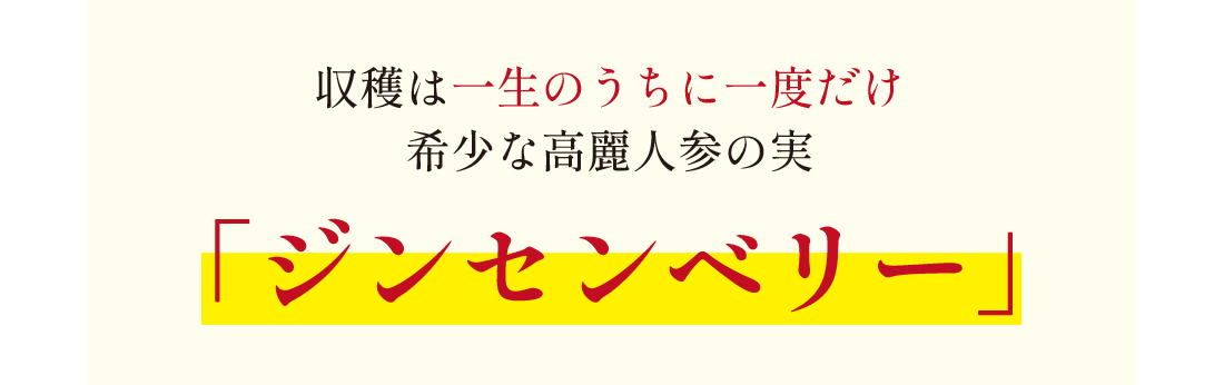 収穫は一生のうちに一度だけ希少な高麗人参の実ジンセンベリー